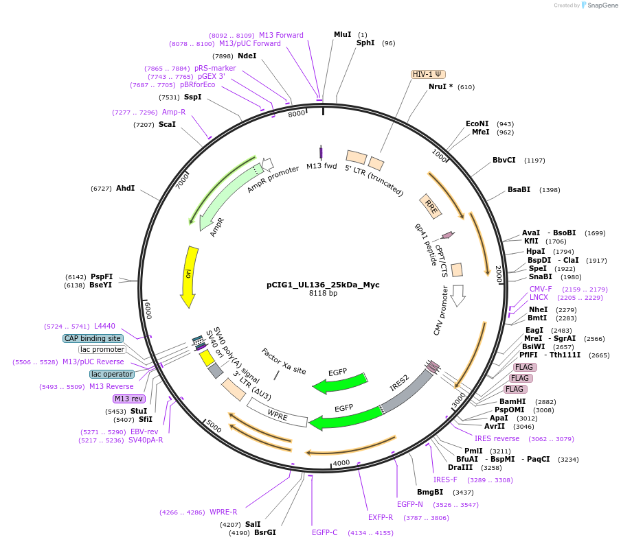 74954-plasmid-map-sequence-id-141774