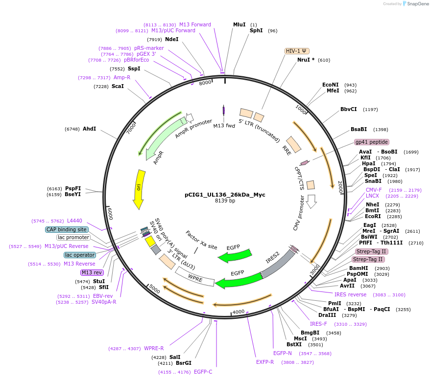 74955-plasmid-map-sequence-id-141778
