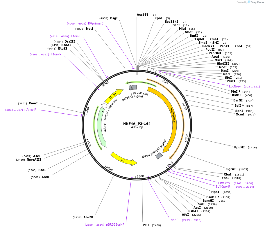 31066-plasmid-map-sequence-id-14178