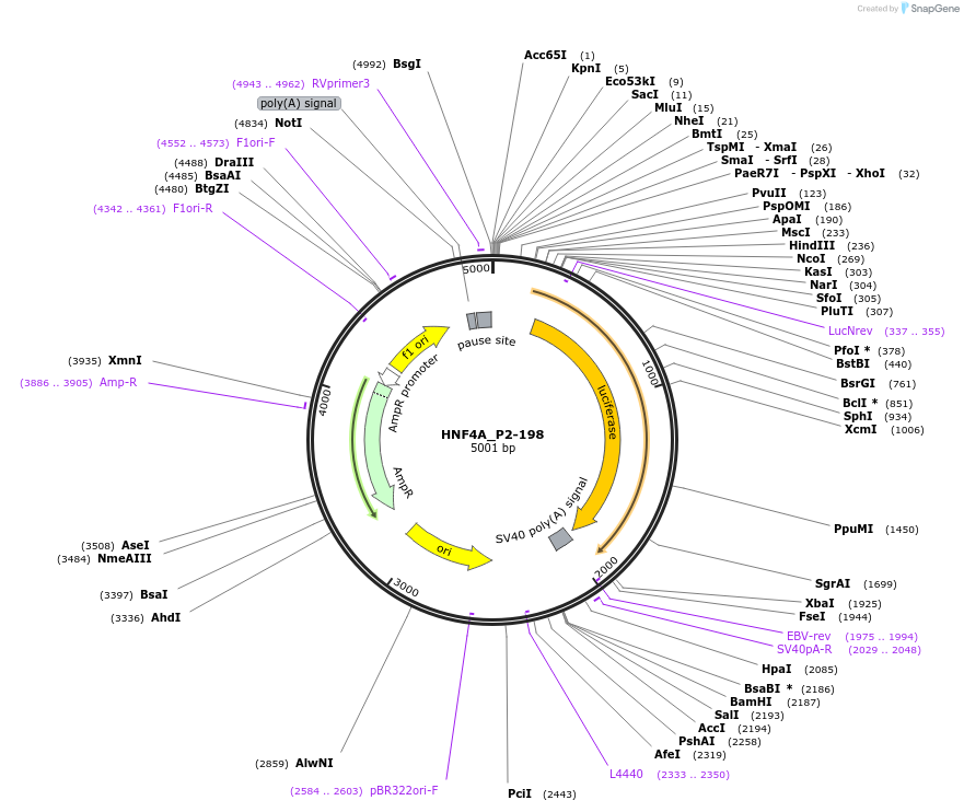 31065-plasmid-map-sequence-id-14179