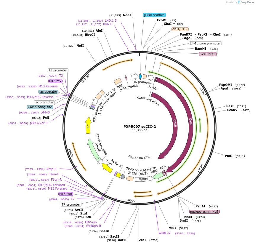 74959-plasmid-map-sequence-id-141792