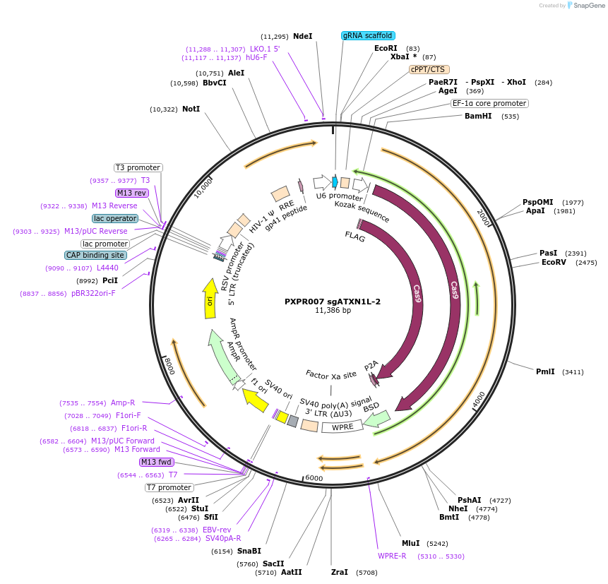 74963-plasmid-map-sequence-id-141798