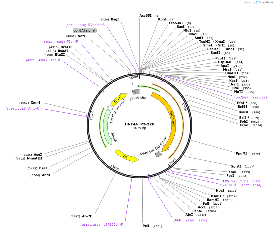 31064-plasmid-map-sequence-id-14180