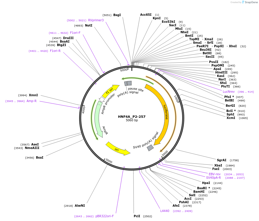 31063-plasmid-map-sequence-id-14181