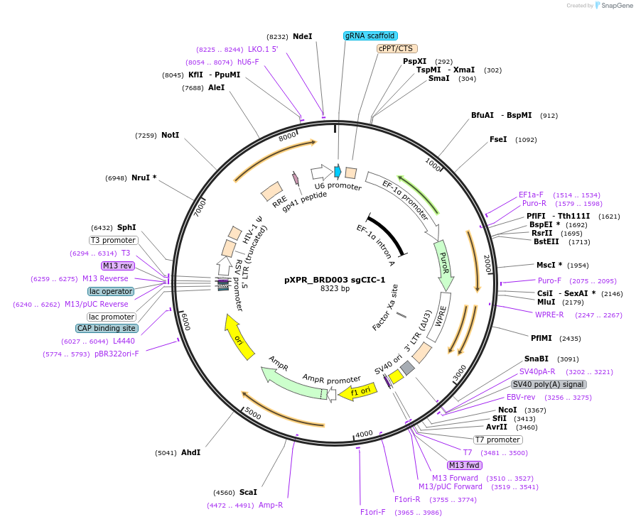 74966-plasmid-map-sequence-id-141810