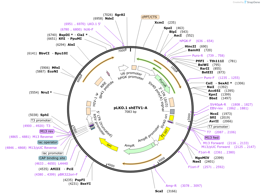 74973-plasmid-map-sequence-id-141825