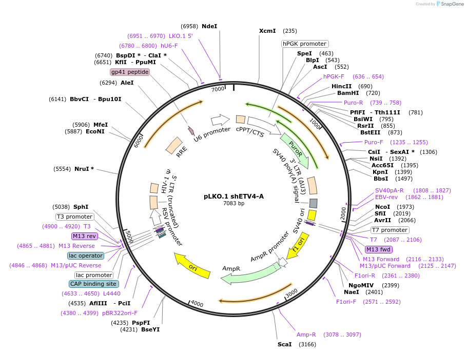 74975-plasmid-map-sequence-id-141827
