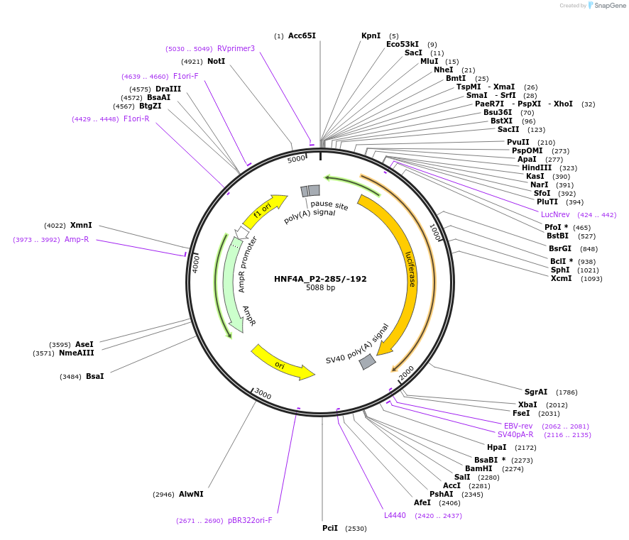 31053-plasmid-map-sequence-id-14183