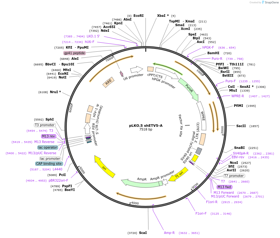 74977-plasmid-map-sequence-id-141830