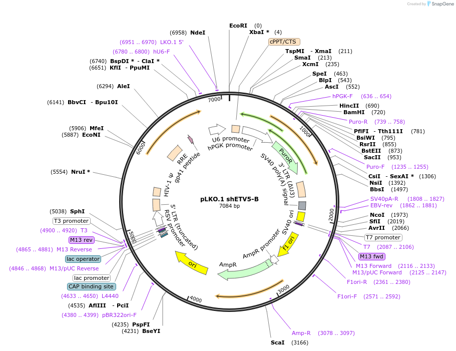 74978-plasmid-map-sequence-id-141831