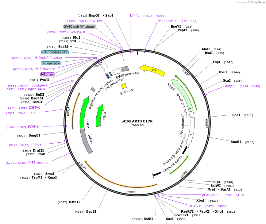 73050-plasmid-map-sequence-id-141845