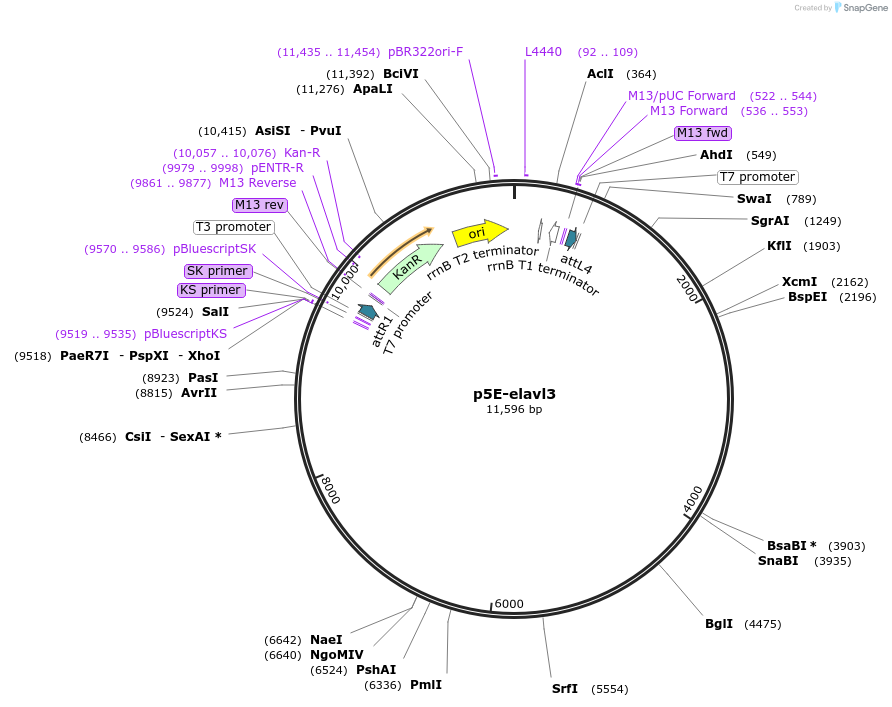 72640-plasmid-map-sequence-id-141850