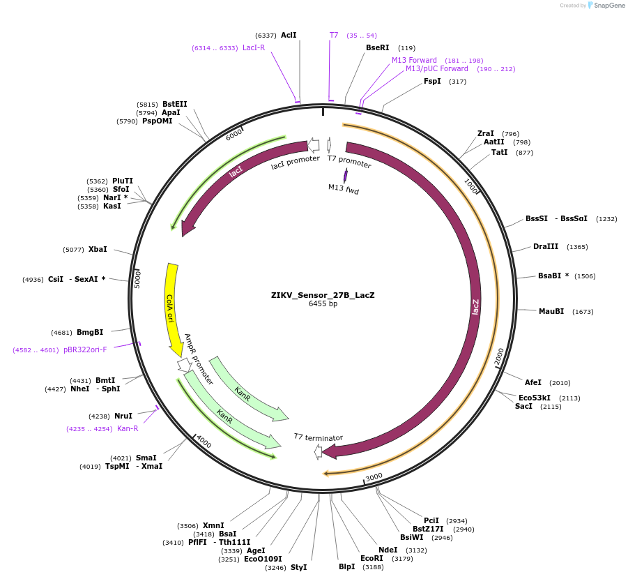 75006-plasmid-map-sequence-id-141854