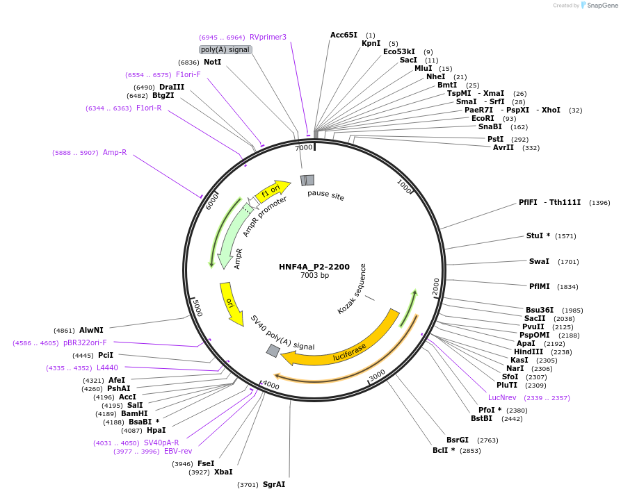 31062-plasmid-map-sequence-id-14186