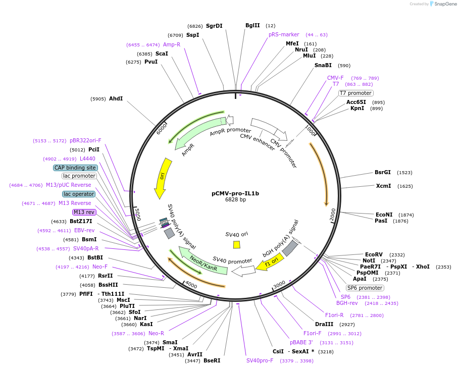 73953-plasmid-map-sequence-id-141866