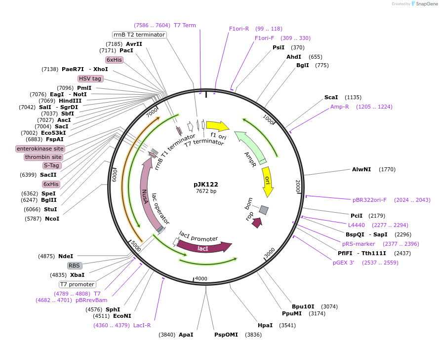 74295-plasmid-map-sequence-id-141881