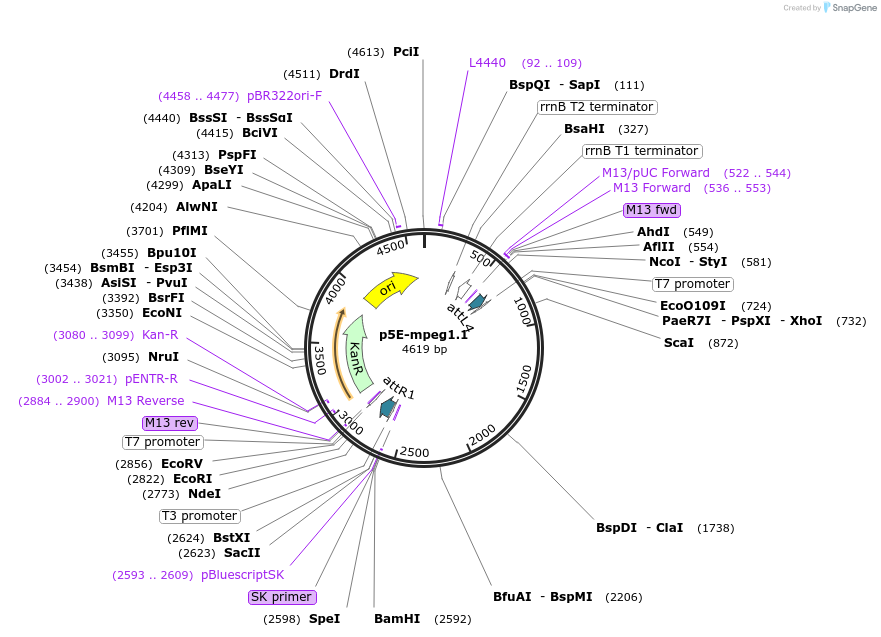 75023-plasmid-map-sequence-id-141914
