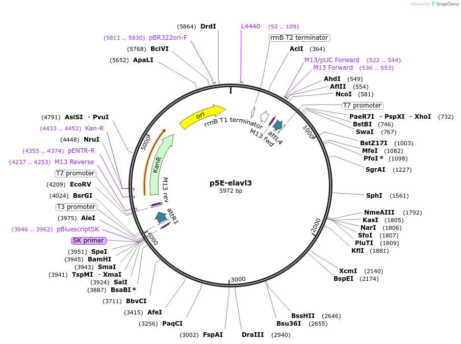 75025-plasmid-map-sequence-id-141916