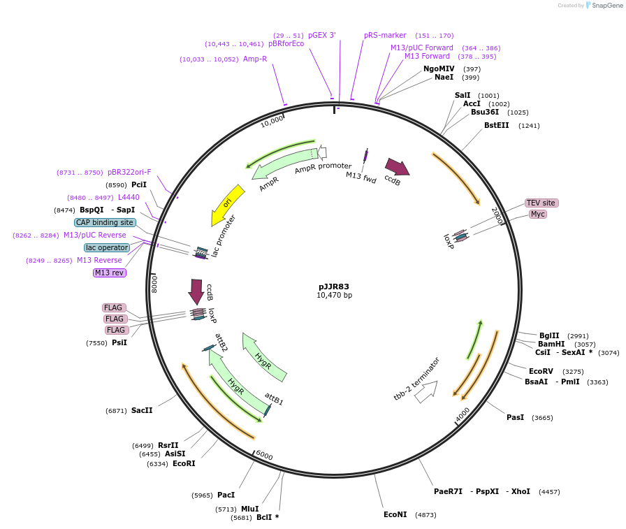 75028-plasmid-map-sequence-id-141918
