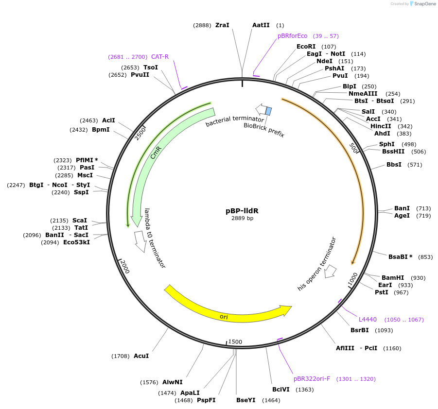 74095-plasmid-map-sequence-id-141930