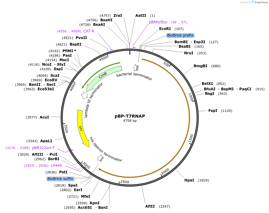 74096-plasmid-map-sequence-id-141934