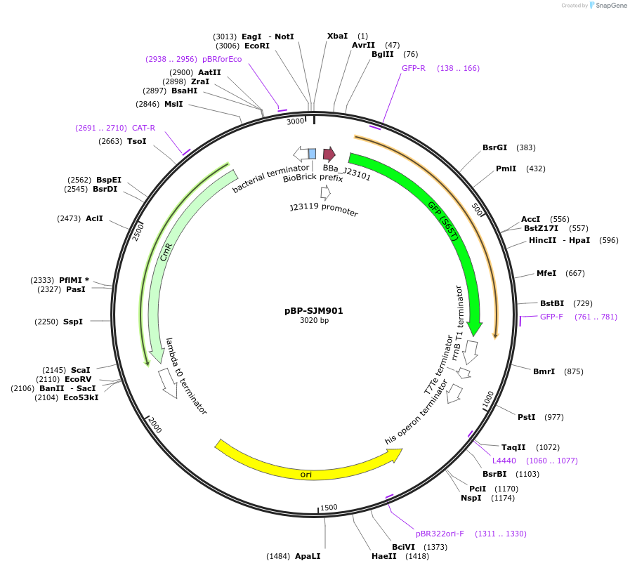 72966-plasmid-map-sequence-id-141938