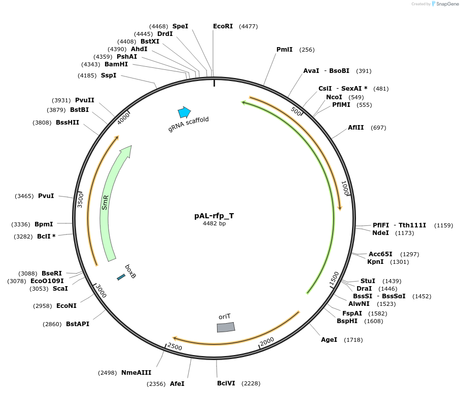 74075-plasmid-map-sequence-id-141966