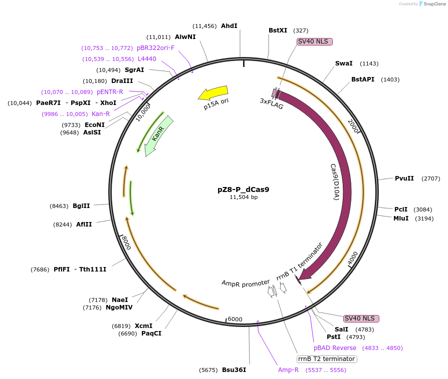 74063-plasmid-map-sequence-id-141970