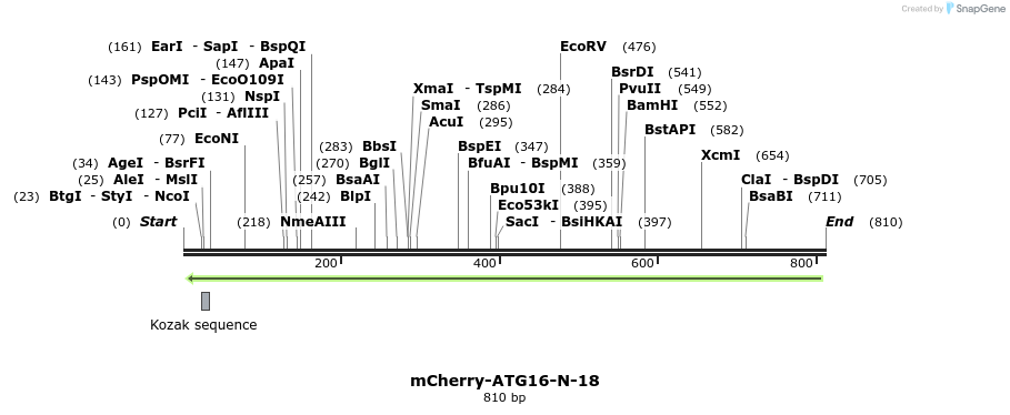 141995_map