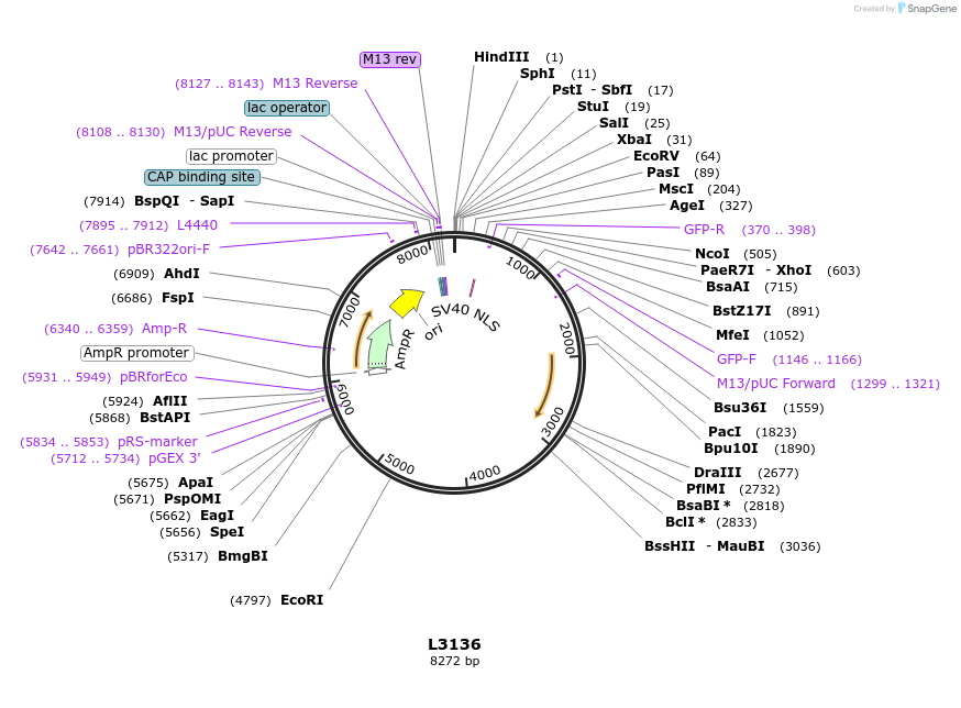 1532-plasmid-map-sequence-id-142