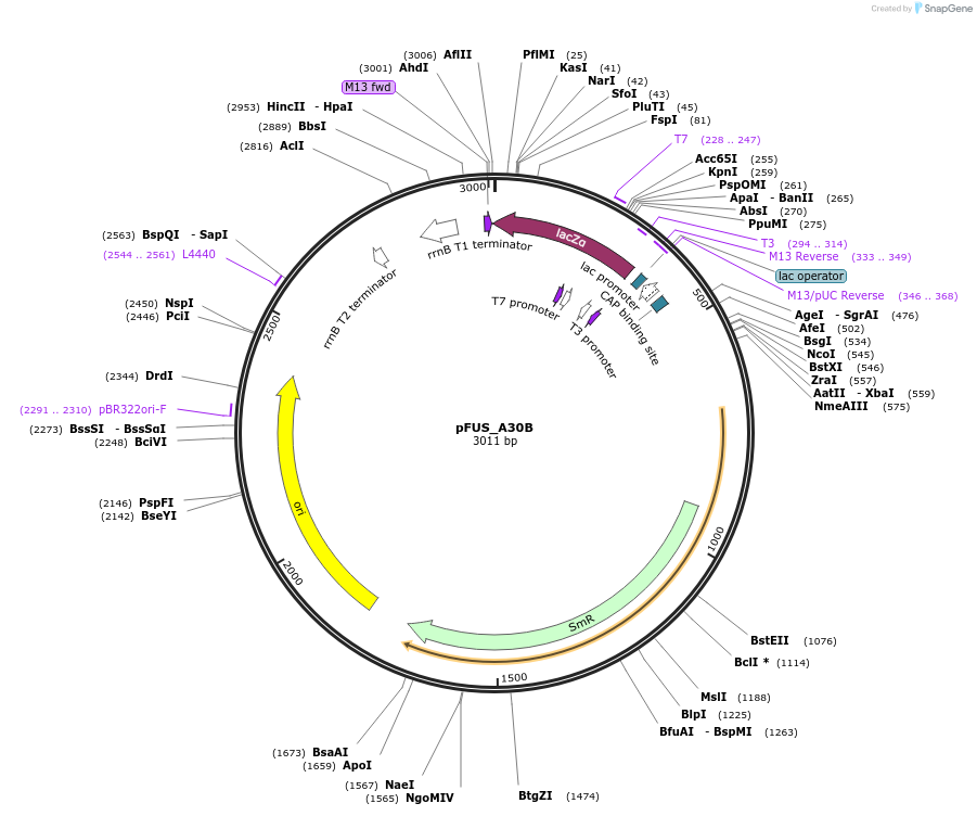 31030-plasmid-map-sequence-id-14204