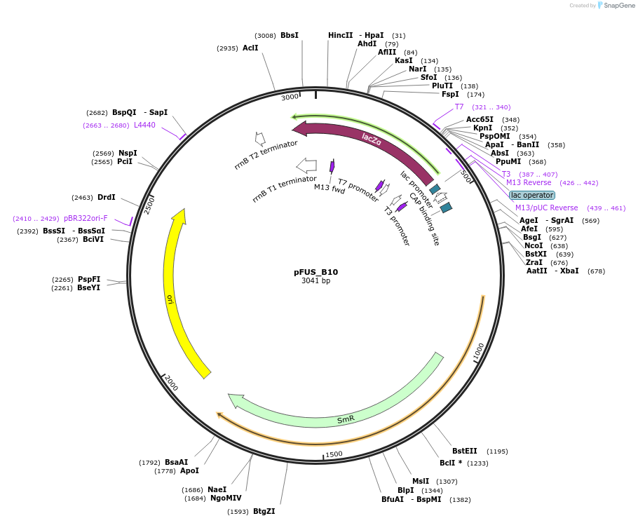 31027-plasmid-map-sequence-id-14207