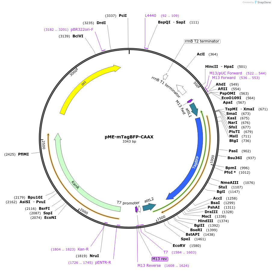 75149-plasmid-map-sequence-id-142103