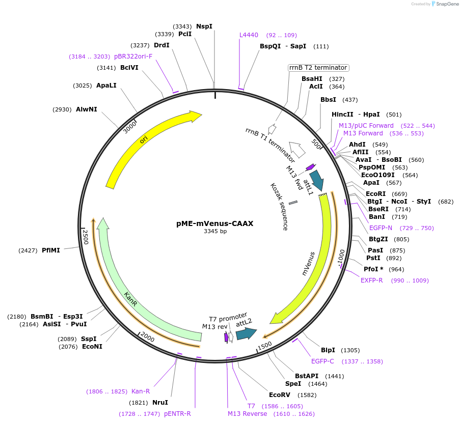 75153-plasmid-map-sequence-id-142107