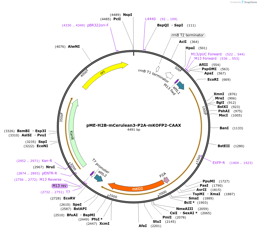 75154-plasmid-map-sequence-id-142108