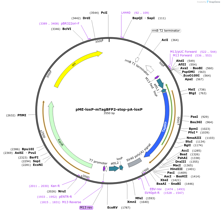 75158-plasmid-map-sequence-id-142111