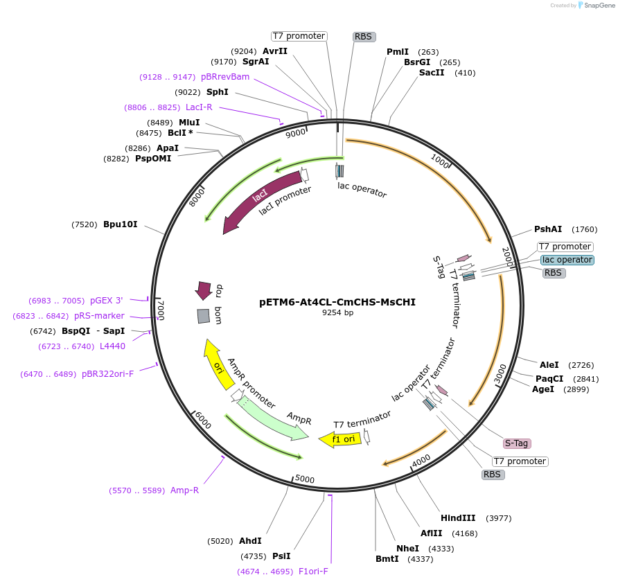 73394-plasmid-map-sequence-id-142122