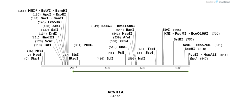 142155_map