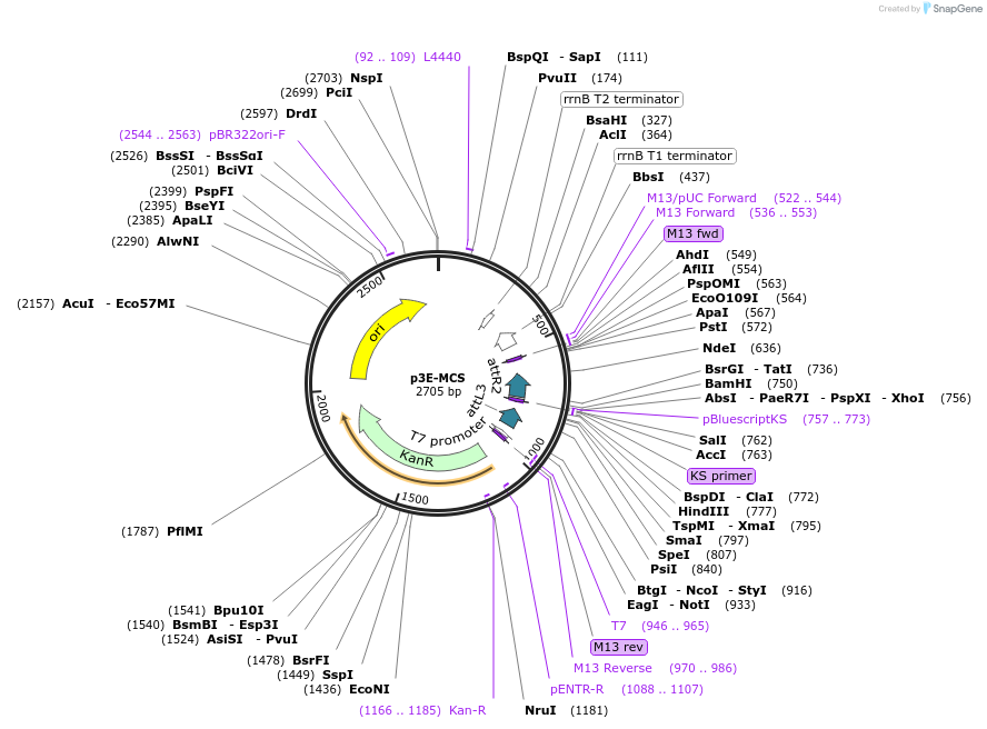 75174-plasmid-map-sequence-id-142182