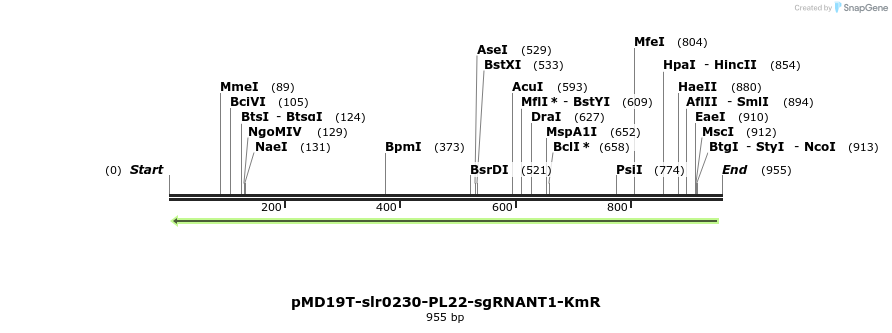 142197_map