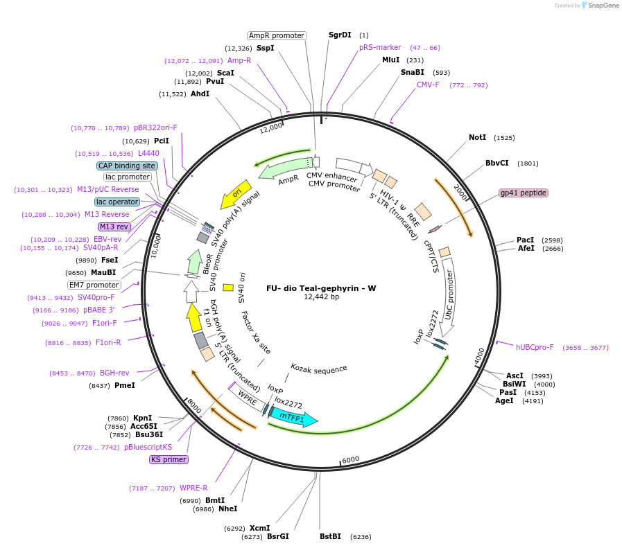 73918-plasmid-map-sequence-id-142208