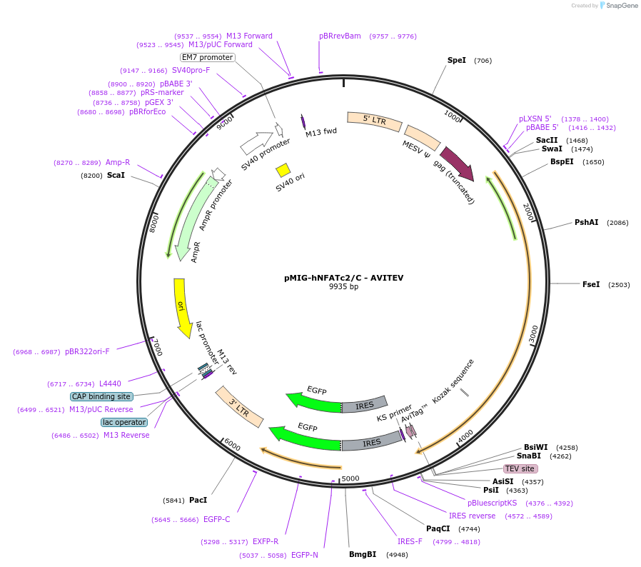 74058-plasmid-map-sequence-id-142261