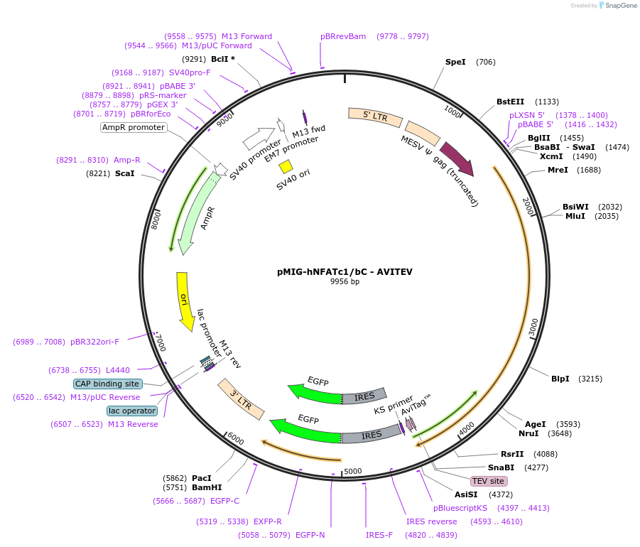 74059-plasmid-map-sequence-id-142262