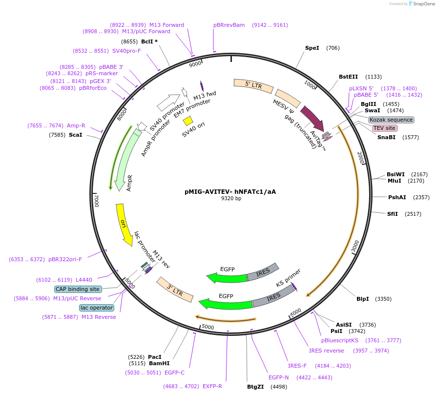 74057-plasmid-map-sequence-id-142263