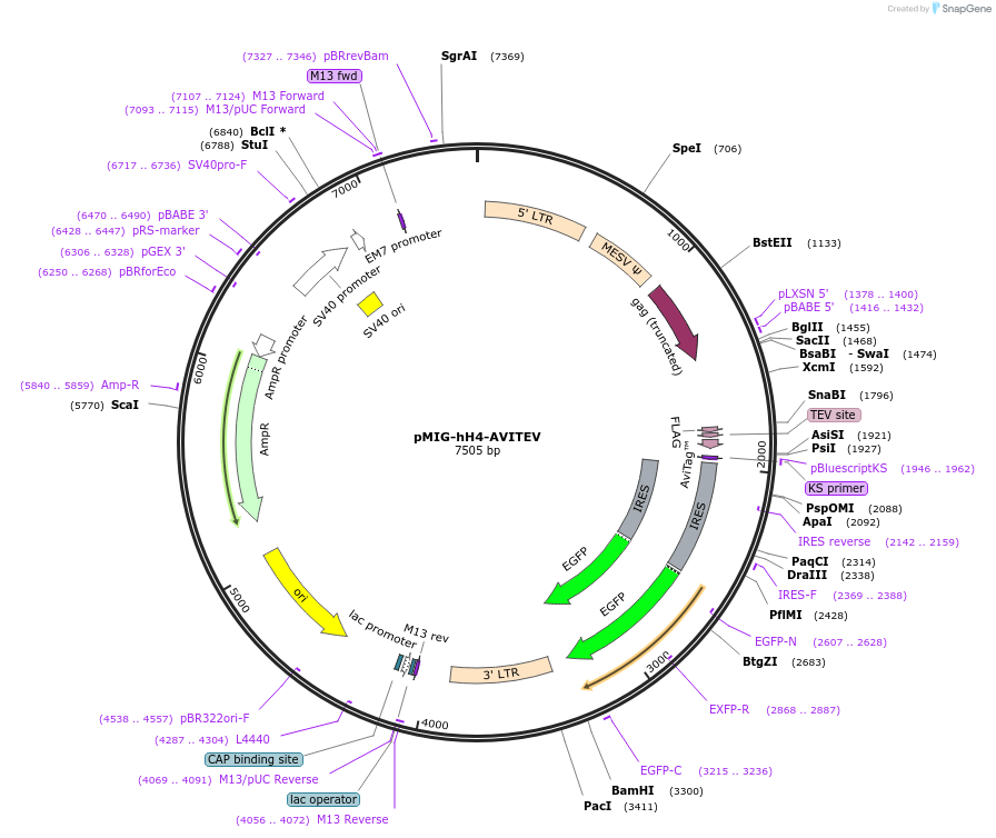 74051-plasmid-map-sequence-id-142265
