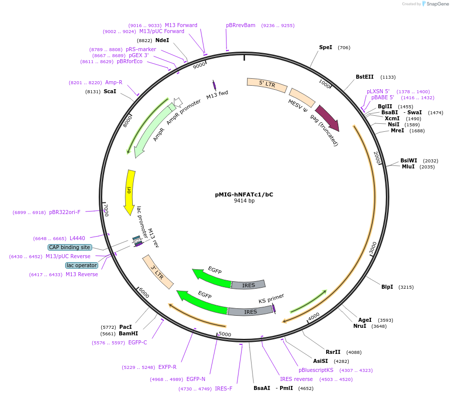 74049-plasmid-map-sequence-id-142267