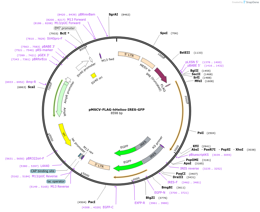 74047-plasmid-map-sequence-id-142269