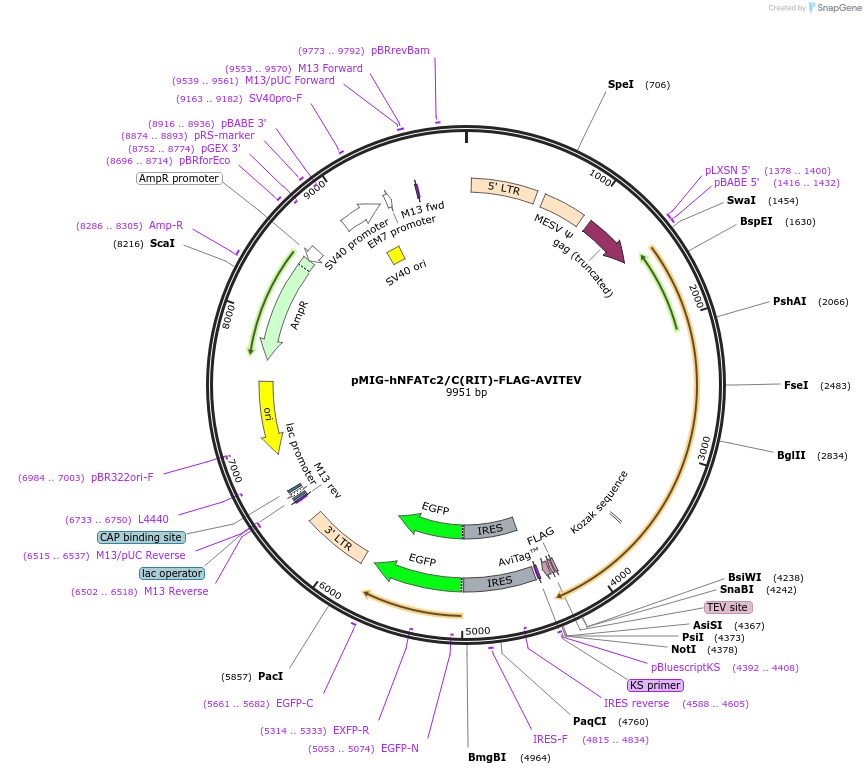 74053-plasmid-map-sequence-id-142273