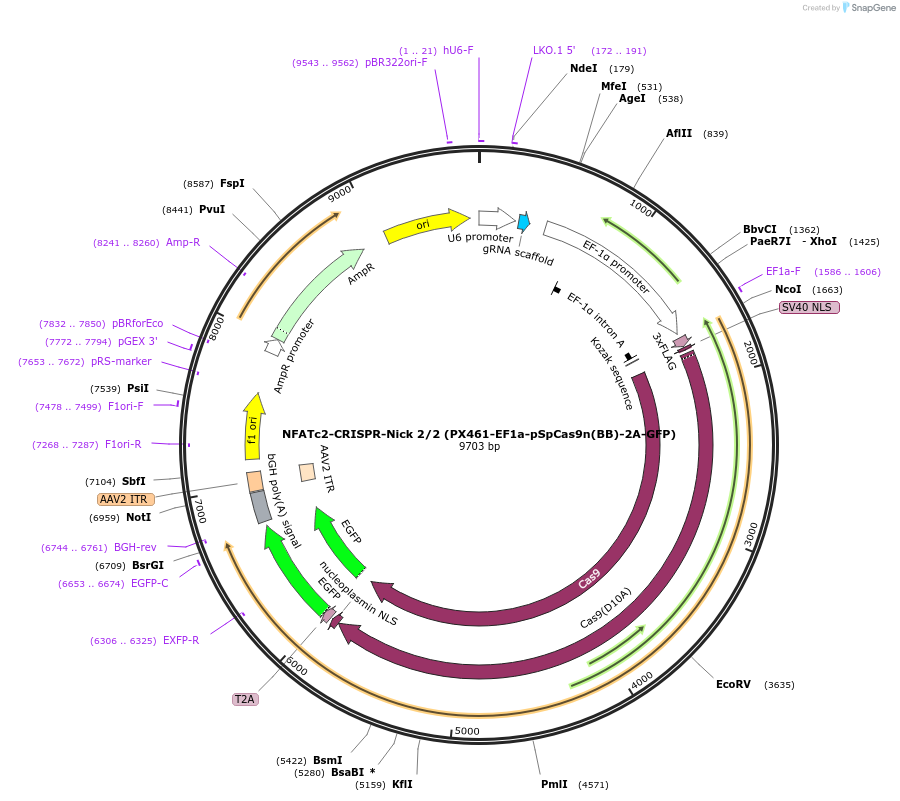 75235-plasmid-map-sequence-id-142277