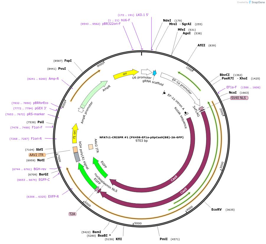 75236-plasmid-map-sequence-id-142278
